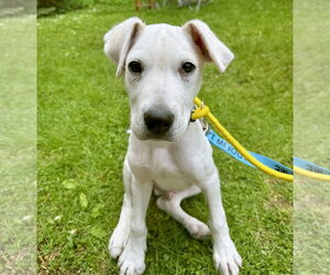 Anatolian Shepherd Dogs for adoption in Gilberts, IL, USA
