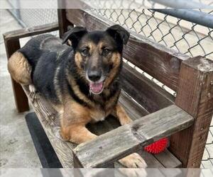 Australian Shepherd-German Shepherd Dog Mix Dogs for adoption in Martinez, CA, USA