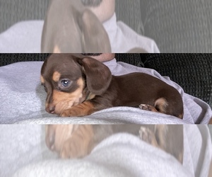 Dachshund Puppy for sale in LIVINGSTON, CA, USA
