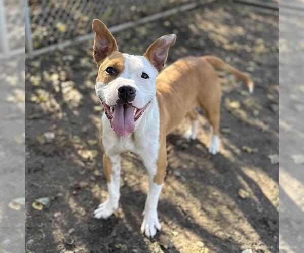 Medium Photo #2 Mutt Puppy For Sale in Modesto, CA, USA