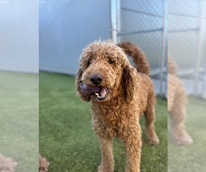 Mother of the Goldendoodle (Miniature) puppies born on 11/06/2025