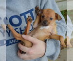 Small #4 Italian Greyhuahua