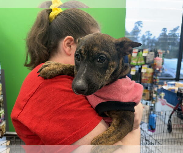 Medium Photo #5 Labrador Retriever-Unknown Mix Puppy For Sale in The Woodlands, TX, USA