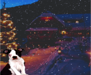 Boston Terrier Puppy for sale in ARLINGTON, WA, USA