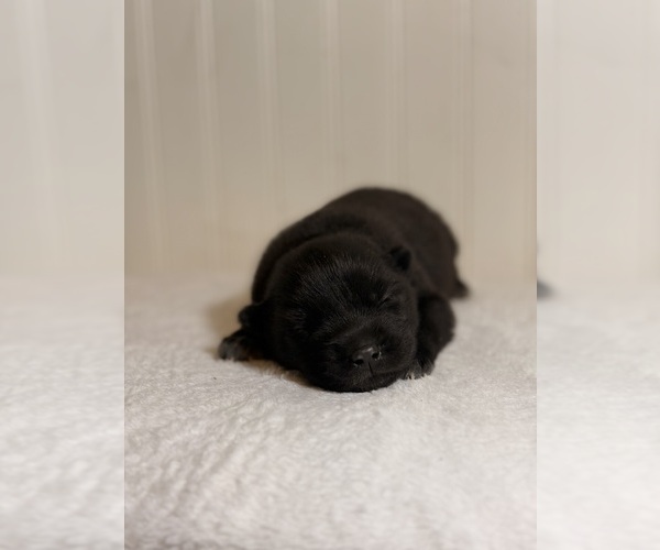 Medium Photo #4 Siberian Husky Puppy For Sale in HEMET, CA, USA