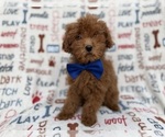 Small #2 Poodle (Miniature)