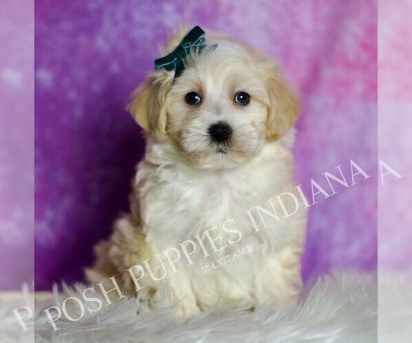 Medium Photo #1 Maltipoo (Miniature) Puppy For Sale in WARSAW, IN, USA