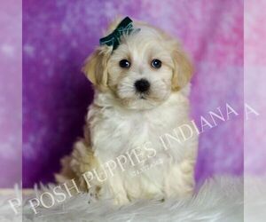 Medium Maltipoo (Miniature)