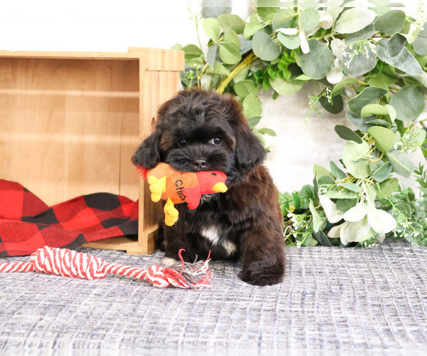 Medium Photo #1 ShihPoo Puppy For Sale in SYRACUSE, IN, USA