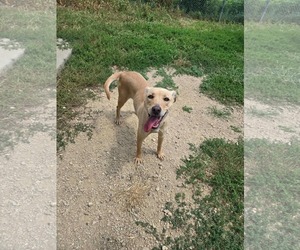 Labrador Retriever-Unknown Mix Dogs for adoption in Maquoketa, IA, USA