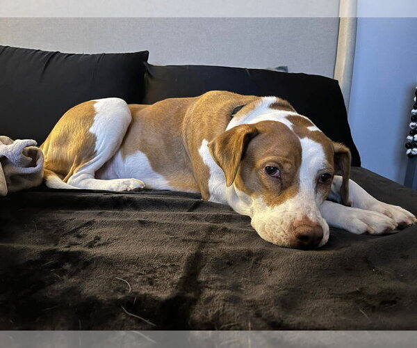 Medium Photo #13 Labrador Retriever-Unknown Mix Puppy For Sale in Derwood, MD, USA