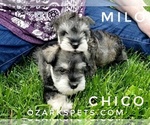 Small Photo #4 Schnauzer (Miniature) Puppy For Sale in CEDAR GAP, MO, USA