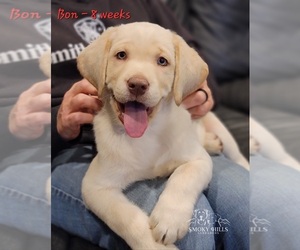 Labrador Retriever Puppy for Sale in POCAHONTAS, Illinois USA