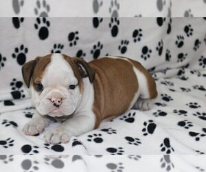 English Bulldog Puppy for sale in CHERRY BROOK, MA, USA