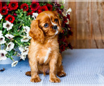 Small #6 Cavalier King Charles Spaniel
