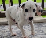 Small Photo #2 Dalmatian Puppy For Sale in WEST ALEXANDER, PA, USA