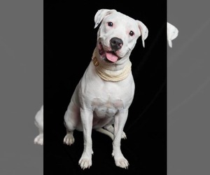 Dek - Male American Pit Bull Terrier-Unknown Mix Dog for Adoption - Photo #6
