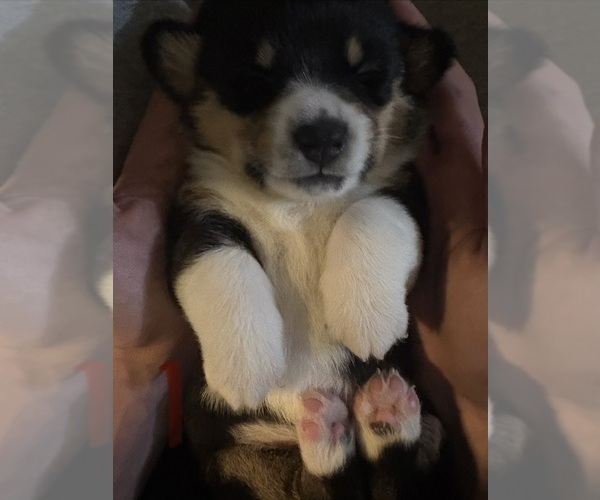 Medium Photo #2 Pembroke Welsh Corgi Puppy For Sale in GRAFTON, OH, USA