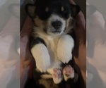 Small #1 Pembroke Welsh Corgi