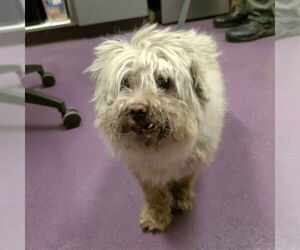 Poodle (Miniature)-Unknown Mix Dogs for adoption in Long Beach, CA, USA