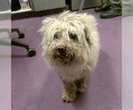 Small Poodle (Miniature) Mix