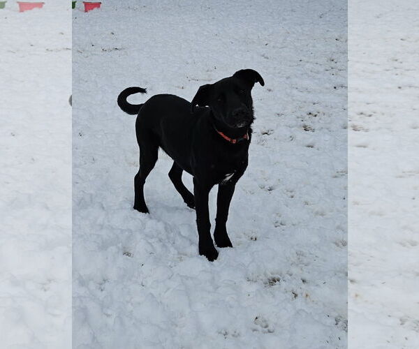 Medium Photo #8 Labrador Retriever-Unknown Mix Puppy For Sale in Corinth, MS, USA