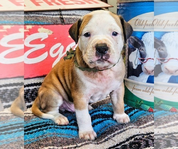 Medium Photo #4 Alapaha Blue Blood Bulldog Puppy For Sale in SHELOCTA, PA, USA