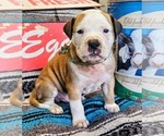 Puppy Sage Collar Alapaha Blue Blood Bulldog
