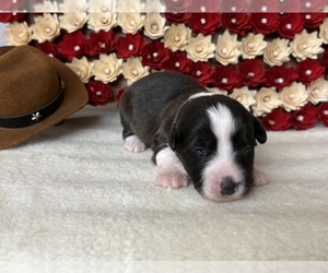 Medium Cardigan Welsh Corgi