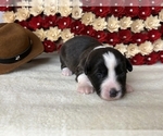 Puppy Sweets Cardigan Welsh Corgi