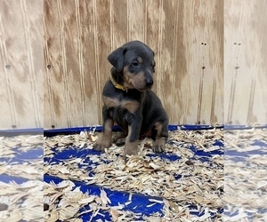 Doberman Pinscher Puppy for sale in NEWTON, NC, USA