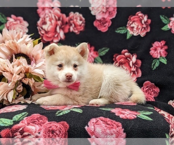 Medium Photo #7 Pomsky Puppy For Sale in QUARRYVILLE, PA, USA