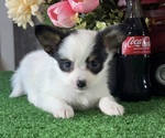 Small Papillon