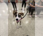 Small #2 Mutt