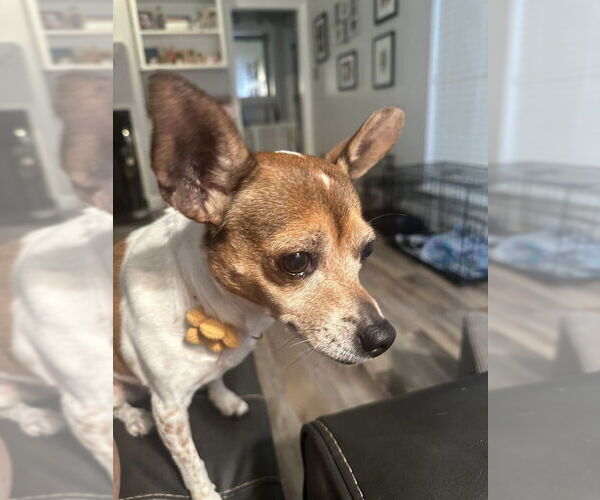 Medium Photo #5 Rat Terrier Puppy For Sale in Atlanta, GA, USA