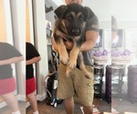 Litter of 2 - Male(s) and Female(s) German Shepherd DogLitter of Puppies for Sale - Photo #3