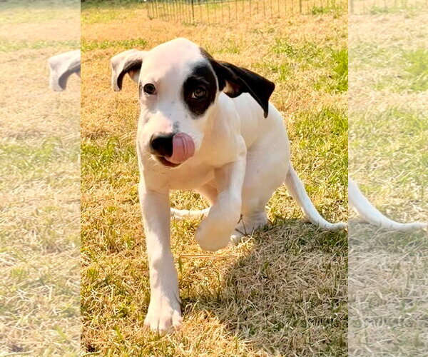 Medium Photo #3 Mutt Puppy For Sale in Holly Springs, NC, USA