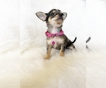 Small #7 Chihuahua