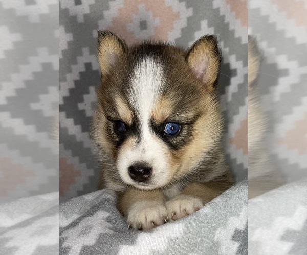 Medium Photo #7 Pomsky Puppy For Sale in KENTWOOD, MI, USA