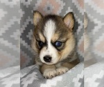 Small Photo #7 Pomsky Puppy For Sale in KENTWOOD, MI, USA