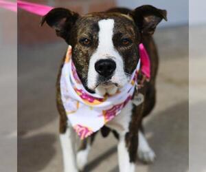 American Staffordshire Terrier-Unknown Mix Dogs for adoption in San Antonio, TX, USA