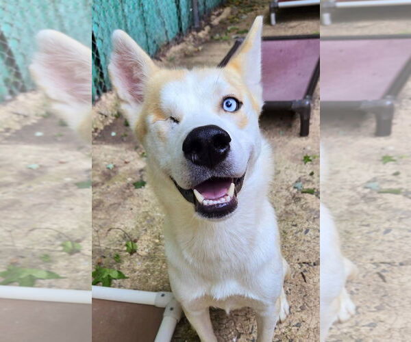 Medium Photo #2 Siberian Husky Puppy For Sale in Matawan, NJ, USA