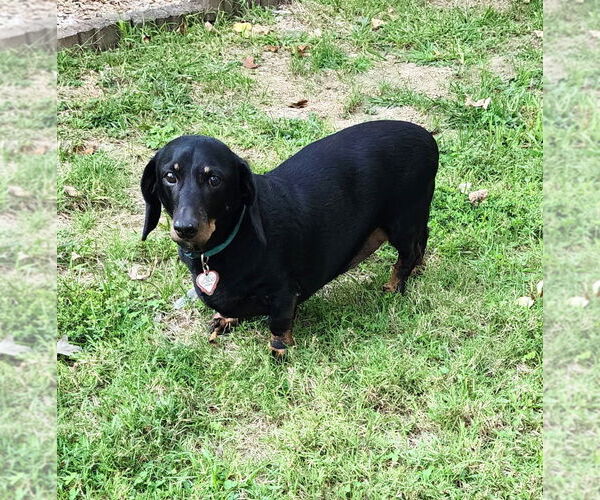 Medium Photo #1 Dachshund Puppy For Sale in Shelbyville, TN, USA