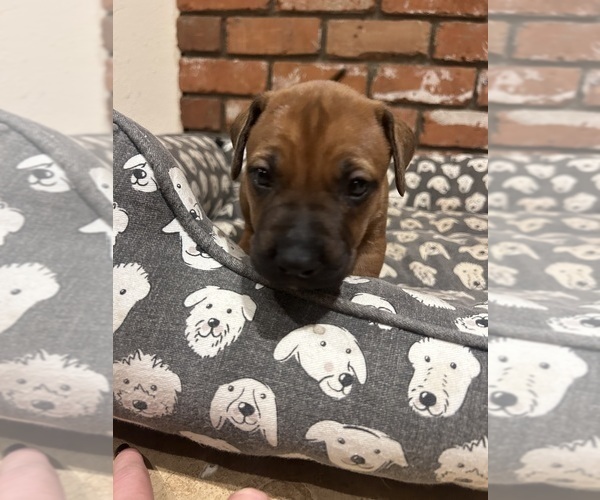 Medium Photo #16 Rhodesian Ridgeback Puppy For Sale in RIVERSIDE, CA, USA