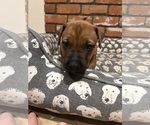 Small #15 Rhodesian Ridgeback