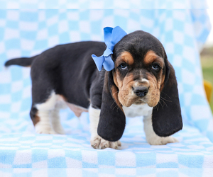 Basset Hound Puppy for sale in LIBERTY, KY, USA