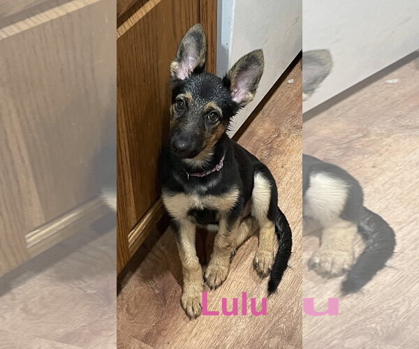 Medium Photo #1 German Shepherd Dog Puppy For Sale in Topeka, KS, USA