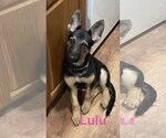 Lulu - Female German Shepherd Dog Dog for Adoption - Small photo
