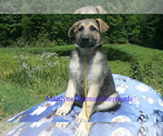 Small #2 German Shepherd Dog