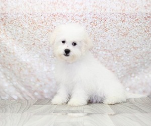 Zuchon Puppy for sale in MARIETTA, GA, USA